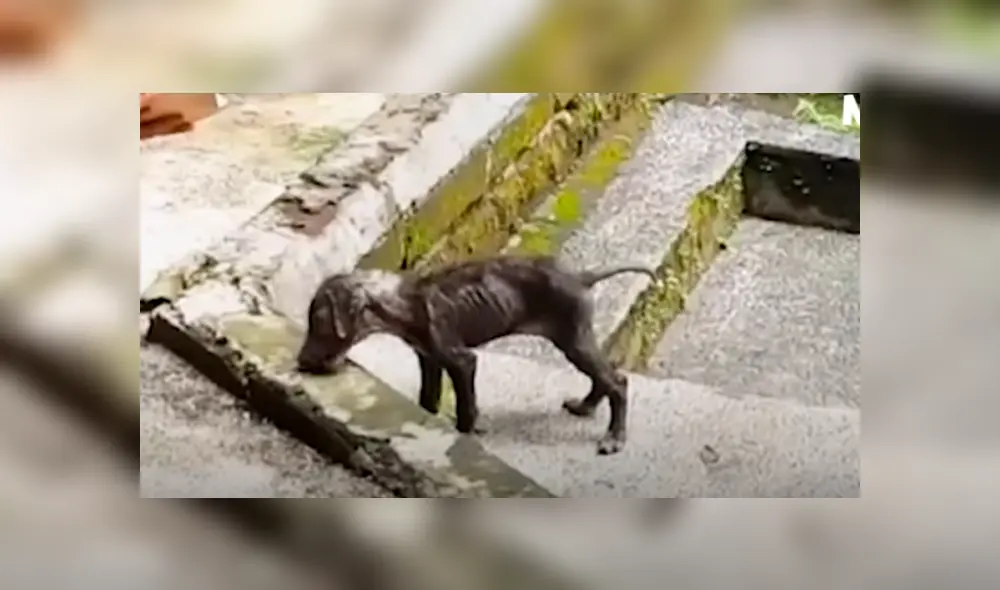 Desliza hacia la izquierda para ver cómo luce el perro que se volvió viral en Facebook. Desliza hacia la izquierda para ver cómo luce el perro que se volvió viral en Facebook.