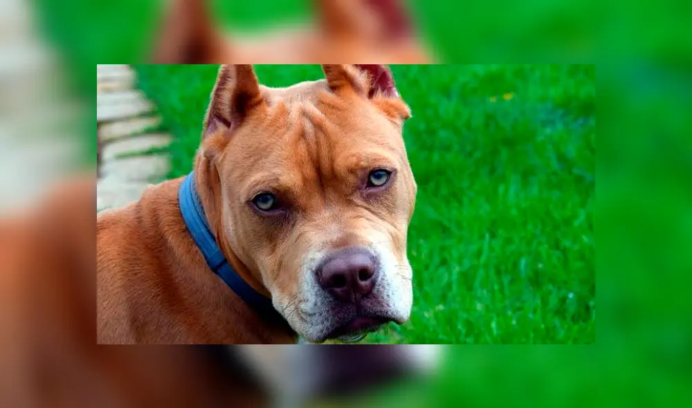 Operaciones estéticas en animales serán prohibidas en Buenos Aires. Foto: Difusión