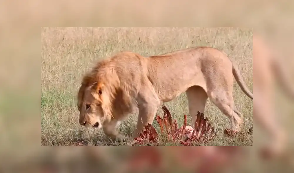 Desliza hacia la izquierda para ver el momento en que una manada de hienas se apodera de la comida de los leones, escena que es viral en YouTube. Desliza hacia la izquierda para ver el momento en que una manada de hienas se apodera de la comida de los leones, escena que es viral en YouTube.