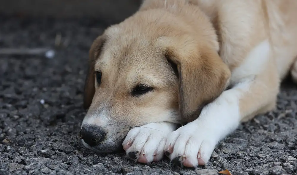 Según se informó, la mujer tenía antecedentes de violencia y denuncias por maltrato animal. Según se informó, la mujer tenía antecedentes de violencia y denuncias por maltrato animal.