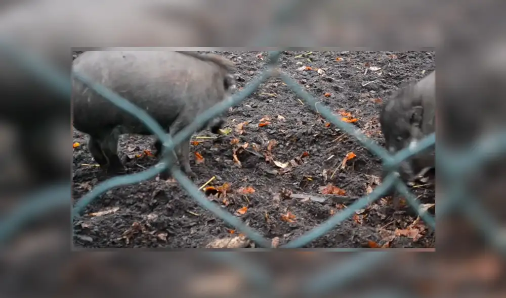 Video es viral en Facebook. Investigadores difundieron una inédita grabación de la insólita conducta de los porcinos, que ha sorprendido a la comunidad científica
