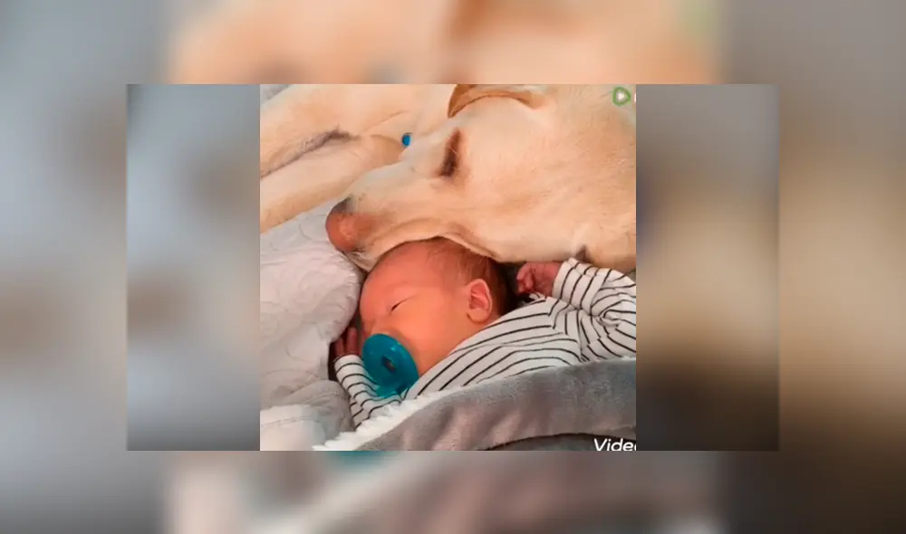 Desliza las fotografías para ver la cautivadora escena que logró ver una madre entre su mascota y su bebé. Foto: Captura/Facebook