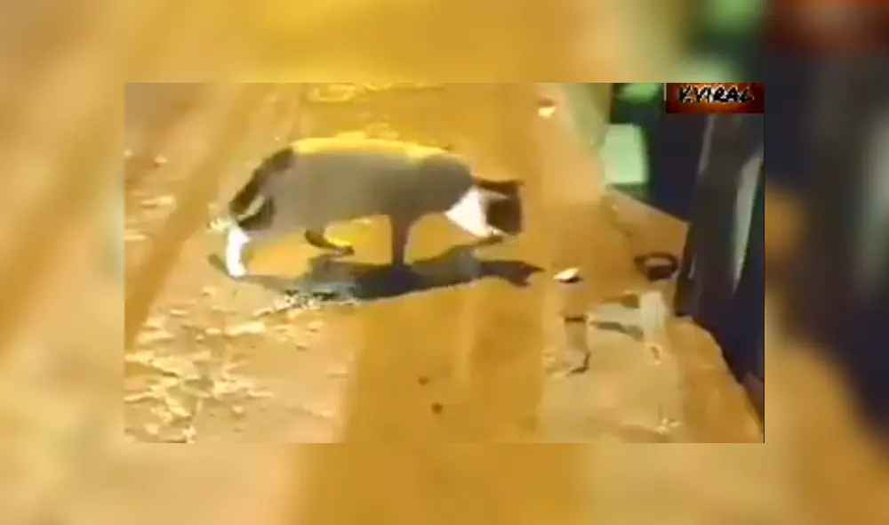 Video es viral en YouTube. El gato espero pacientemente que los ratones terminaran de pelear para comerse a uno de ellos. Foto: Captura.