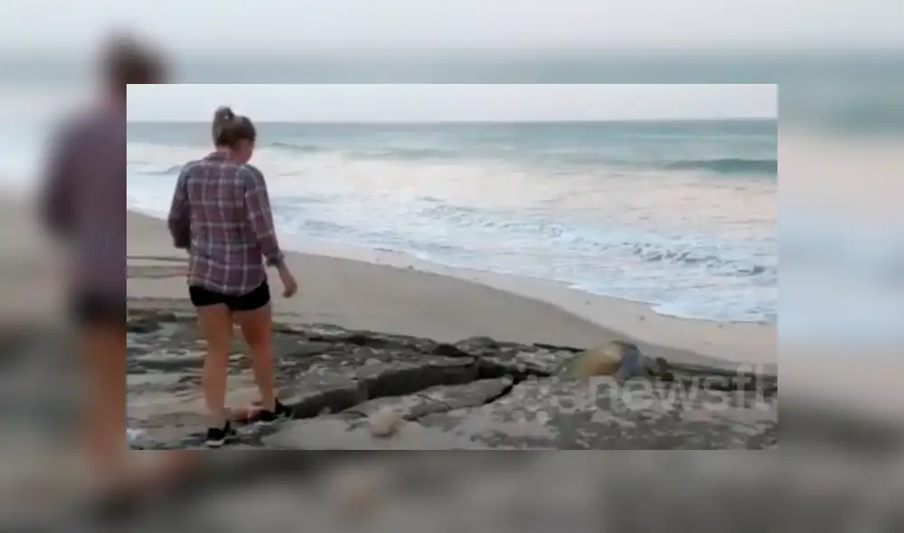Jóvenes encuentran misteriosa criatura atrapada entre las rocas.