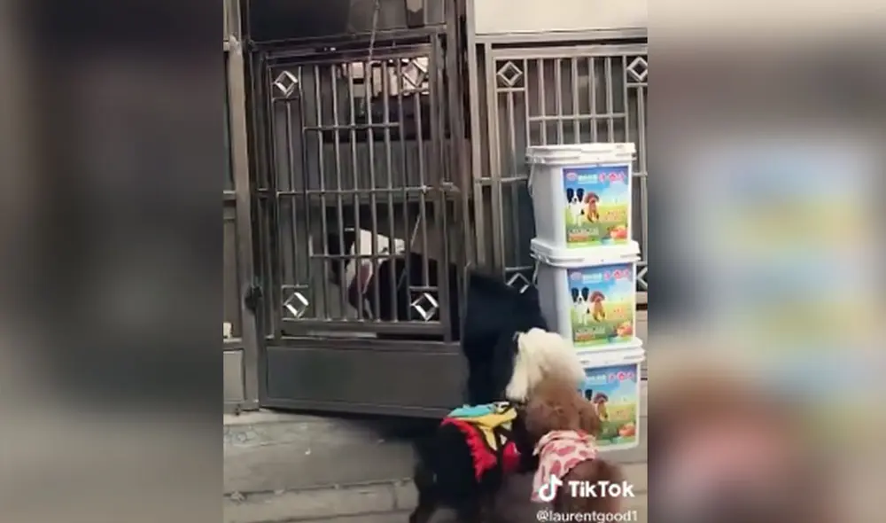 Las imágenes revelan la 'astucia' de este grupo de cachorros para entrar a jugar a una vivienda. Foto: captura de TikTok Las imágenes revelan la 'astucia' de este grupo de cachorros para entrar a jugar a una vivienda. Foto: captura de TikTok