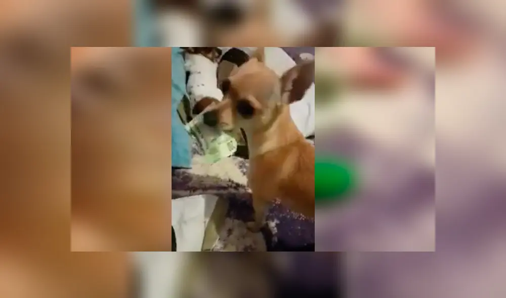 Perra protagonizó una graciosa escena al robarles el dinero de compras a sus cuidadores