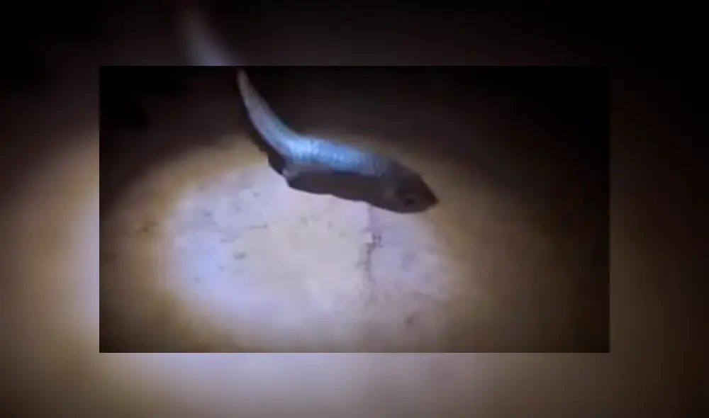 Captan la cruel e inhumana caza del pangolín, el ‘mamífero más traficado del mundo’ [FOTOS] 