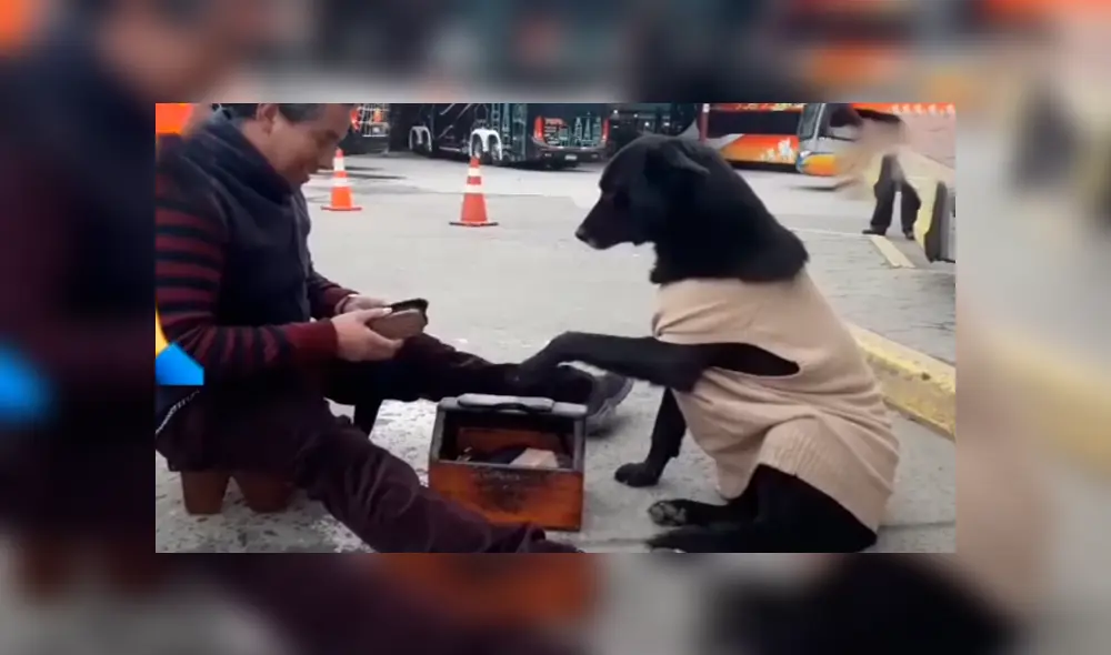 Video es viral en YouTube. El perro callejero no movía su patita de la caja de lustrar zapatos, no fue sino hasta que la limpiaron que la bajó y puso la otra. Foto: Captura. Video es viral en YouTube. El perro callejero no movía su patita de la caja de lustrar zapatos, no fue sino hasta que la limpiaron que la bajó y puso la otra. Foto: Captura.