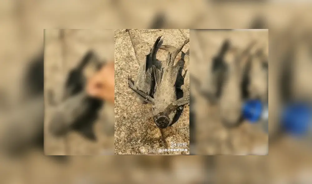 Desliza para ver los detalles del video viral publicado en Facebook. Foto: Captura.