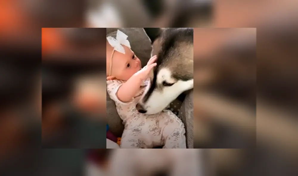 Desliza hacia la izquierda para ver el tierno momento de un perro y un bebé. Imágenes del viral de Facebook. Desliza hacia la izquierda para ver el tierno momento de un perro y un bebé. Imágenes del viral de Facebook.