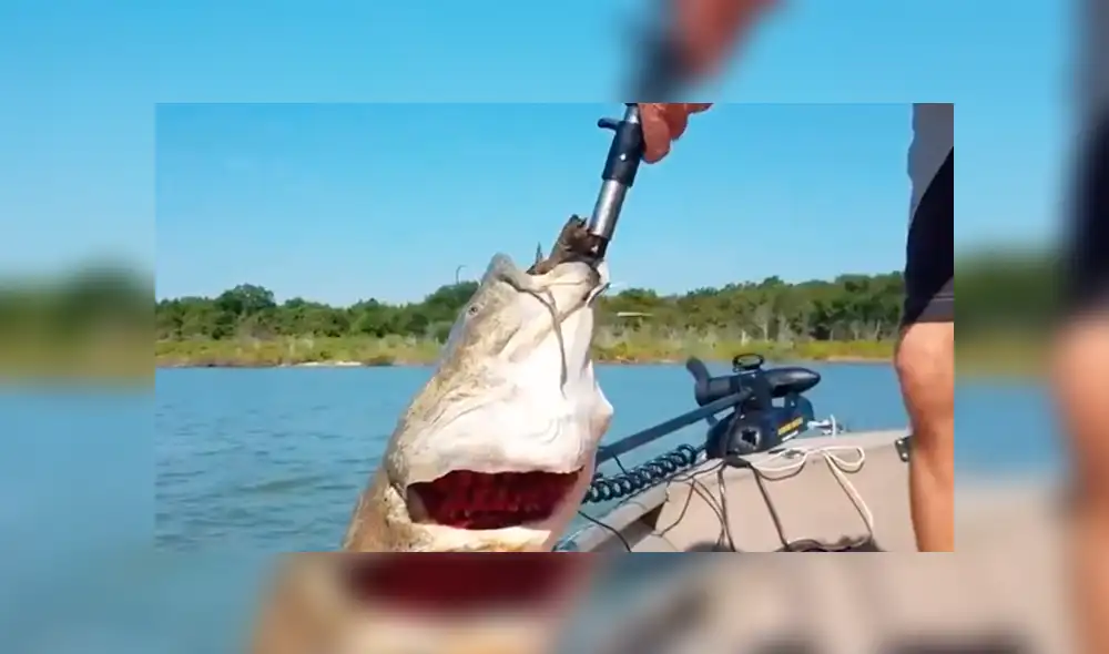 YouTube viral: gigantesco 'pez gato' aparece y encuentran increíble criatura en su interior [VIDEO]