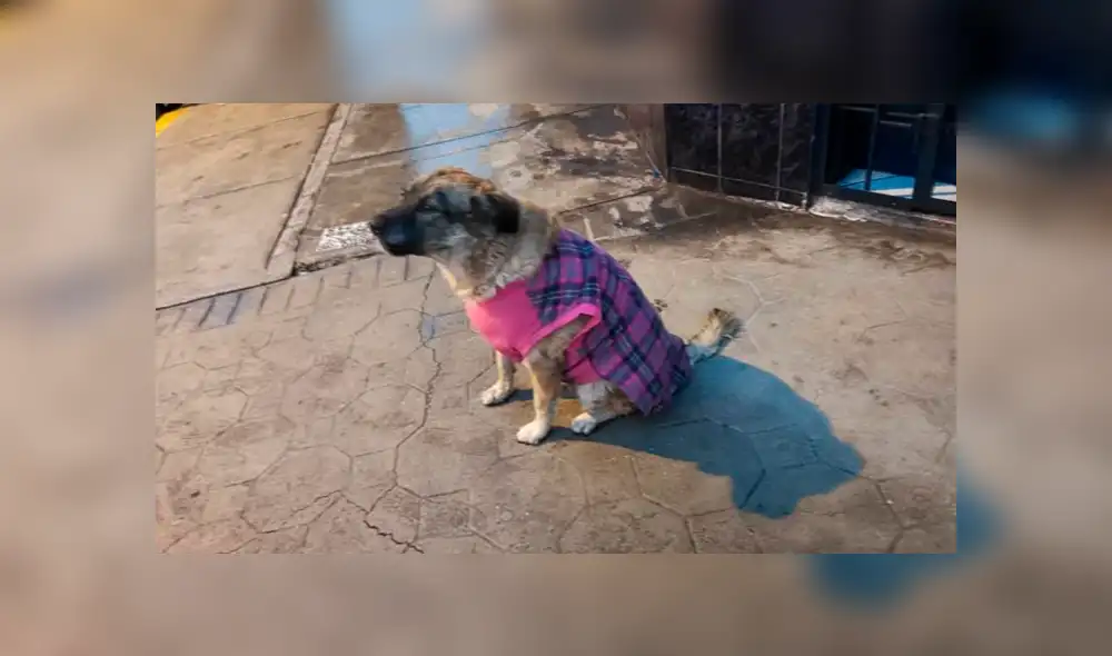 Los perros que soportaron en las calles de Lima la intensa llovizna [FOTOS]