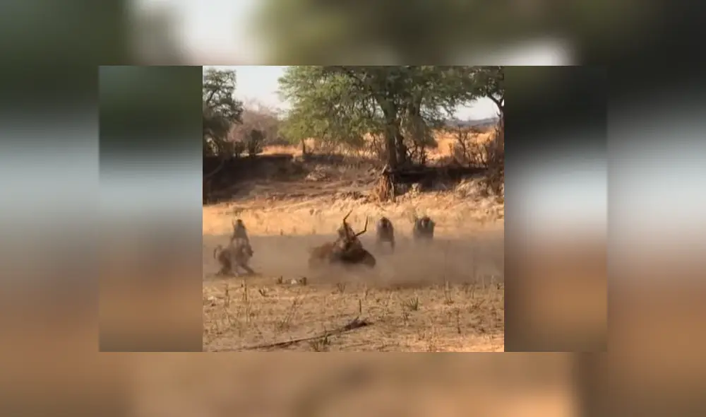 Distraído ciervo come pasto, sin imaginar que del árbol caería una enorme criatura para atacarlo [VIDEO] 