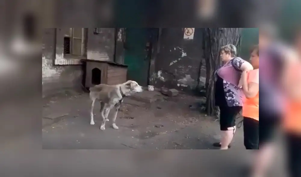 YouTube viral: perro se reencuentra con su dueña tras varios años y su reacción emociona a miles [VIDEO]