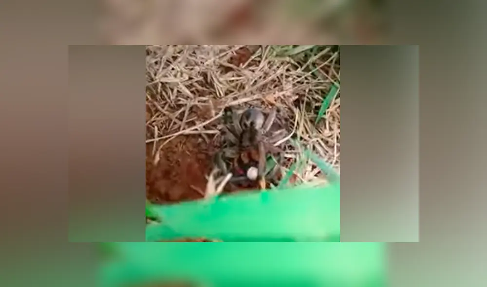 Desliza hacia la izquierda para ver la insólita escena de una tarántula con su cría. Imágenes de Facebook.