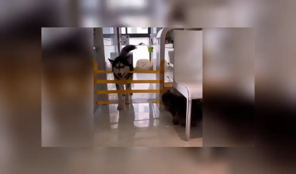 Desliza las imágenes para conocer la travesura que cometió un perro al arruinar un juego que creó su dueño. Foto: Captura. Desliza las imágenes para conocer la travesura que cometió un perro al arruinar un juego que creó su dueño. Foto: Captura.