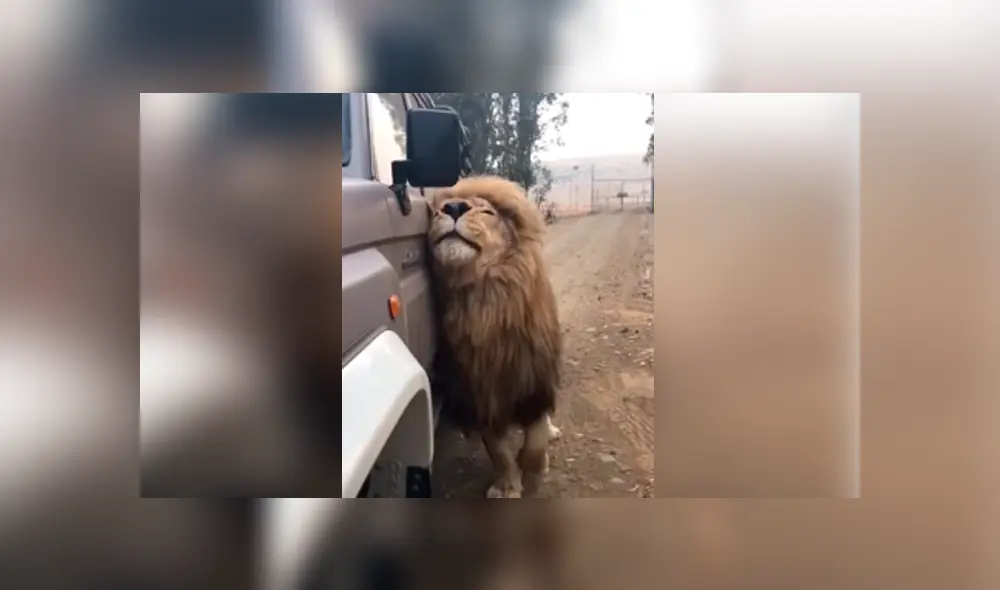 Desliza hacia la izquierda para ver la reacción que tuvo el león tras toparse con los turistas. Escena viral de YouTube. Desliza hacia la izquierda para ver la reacción que tuvo el león tras toparse con los turistas. Escena viral de YouTube.