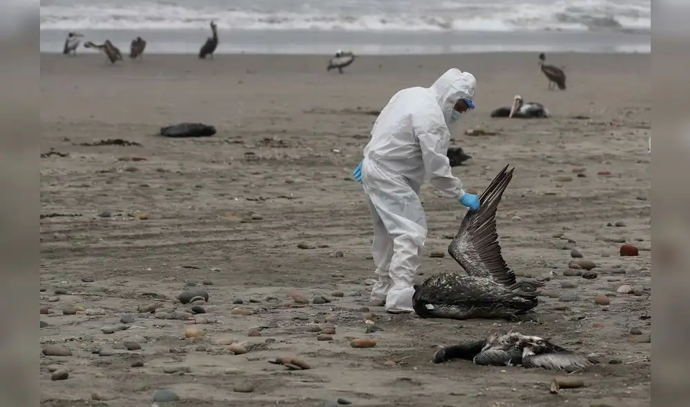 AME7367. LIMA (PERÚ), 01/12/2022.- Personal del Servicio Nacional de Sanidad Agraria de Perú (Senasa) recoge pelícanos muertos, posiblemente infectados con gripe aviar H5N1, hoy en la playa San Pedro al sur de Lima (Perú). El Servicio Nacional de Sanidad Agraria de Perú (Senasa) anunció que activó un cerco epidemiológico en la región de norteña de Lambayeque para controlar el primer brote de gripe aviar tipificada como "Influenza A H5N1" detectado en una finca de crianza de aves. EFE/ Paolo Aguilar
