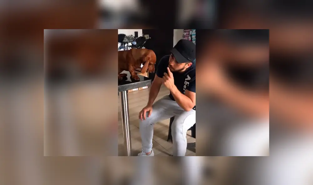 Desliza las imágenes para conocer la emotiva reacción de un perro para conseguir el perdón de su dueño. Desliza las imágenes para conocer la emotiva reacción de un perro para conseguir el perdón de su dueño.