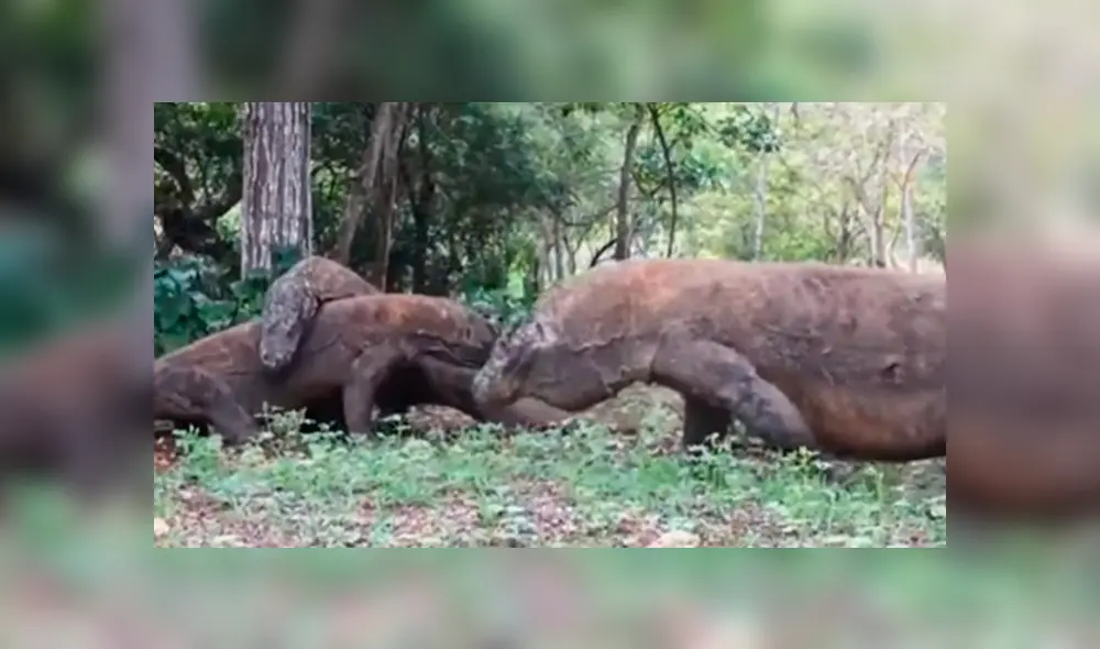 Desliza las fotografías para ver el feroz enfrentamiento que tuvieron estos dos enormes dragones de Komodo. Foto: Captura.