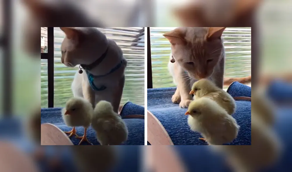 Desliza las imágenes hacia la izquierda para apreciar la inesperada escena entre un gato junto a unos pequeños pollos. Desliza las imágenes hacia la izquierda para apreciar la inesperada escena entre un gato junto a unos pequeños pollos.