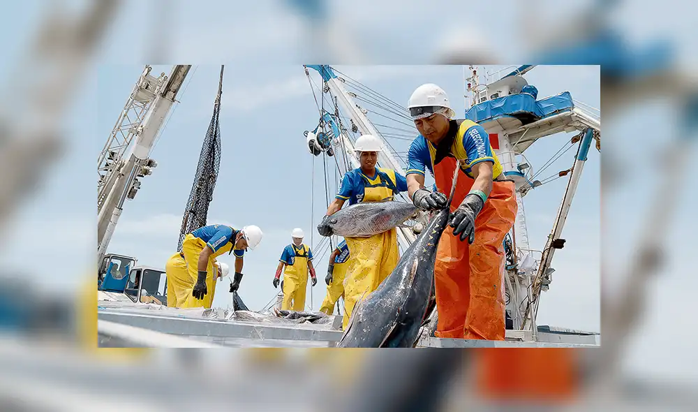 Industriales. Excesiva tramitología en este sector le resta competitividad a las empresas, señalan empresarios pesqueros. Créditos: Michael Ramón Industriales. Excesiva tramitología en este sector le resta competitividad a las empresas, señalan empresarios pesqueros. Créditos: Michael Ramón