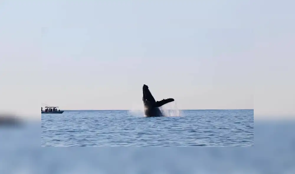 Se pronostica que serán alrededor de 300 mamíferos que pasarán por la costa de Oaxaca. (FOTO: Twitter) Se pronostica que serán alrededor de 300 mamíferos que pasarán por la costa de Oaxaca. (FOTO: Twitter)