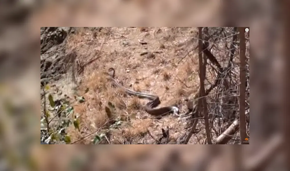 Feroz leopardo acecha a pitón gigante, la ataca por el cuello y sucede lo inesperado [VIDEO] 