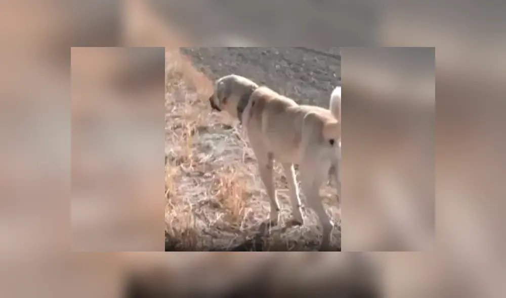 Desliza las imágenes para conocer la reacción de un perro guardián ante la presencia de un lobo en el rebaño. Foto: Captura. Desliza las imágenes para conocer la reacción de un perro guardián ante la presencia de un lobo en el rebaño. Foto: Captura.