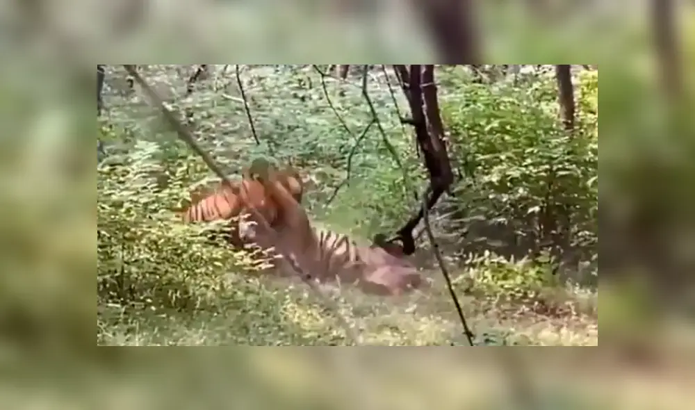 Desliza hacia la izquierda para ver el épico enfrentamiento de dos tigres machos que fueron captados por un grupo de turistas en la selva de la India. El video es viral de YouTube.