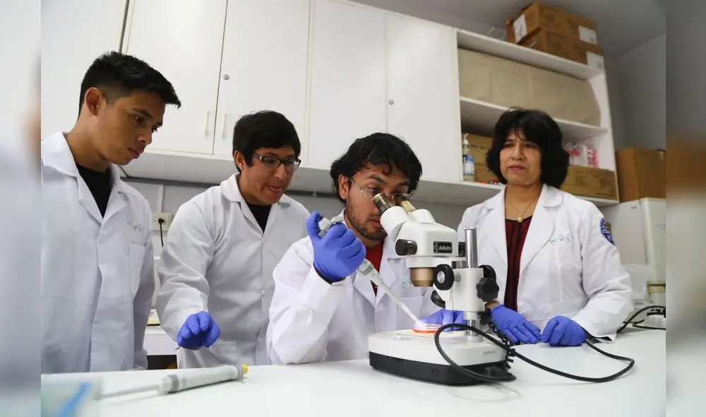 Universidad San Marcos alista proyecto para clonar alpacas Universidad San Marcos alista proyecto para clonar alpacas