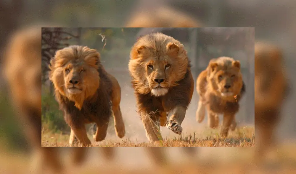El incidente es investigado por la policía sudafricana. Fuente: foto referencial.