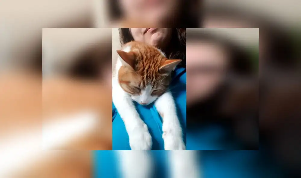 Desliza las imágenes para ver el momento exacto en que este curioso gato se durmió por intentar acompañar a su dueña. Foto: ViralHog