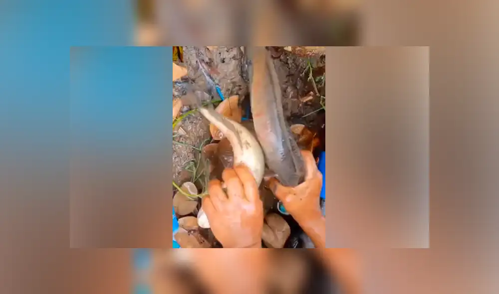 Desliza hacia la izquierda para ver las criaturas que atrapó un pescador. Video viral de YouTube. Desliza hacia la izquierda para ver las criaturas que atrapó un pescador. Video viral de YouTube.