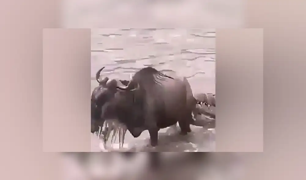 YouTube viral: Hambriento cocodrilo mordisquea a ñu por la cola, lo suelta y deja lesionado [VIDEO] 