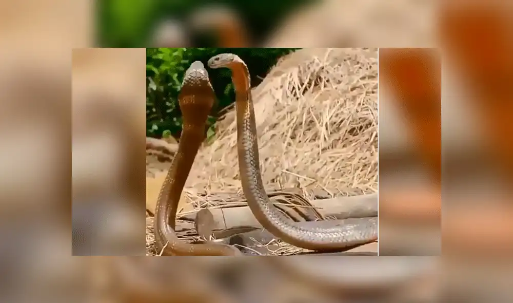 Facebook viral: peligrosas serpientes inician lucha y sucede algo increíble [VIDEO] 