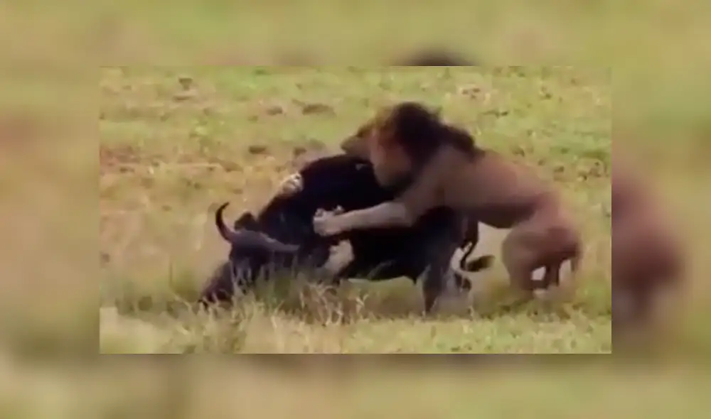 YouTube viral: Mamá búfalo se sacrifica para salvar a su cría de terribles criaturas [VIDEO]
