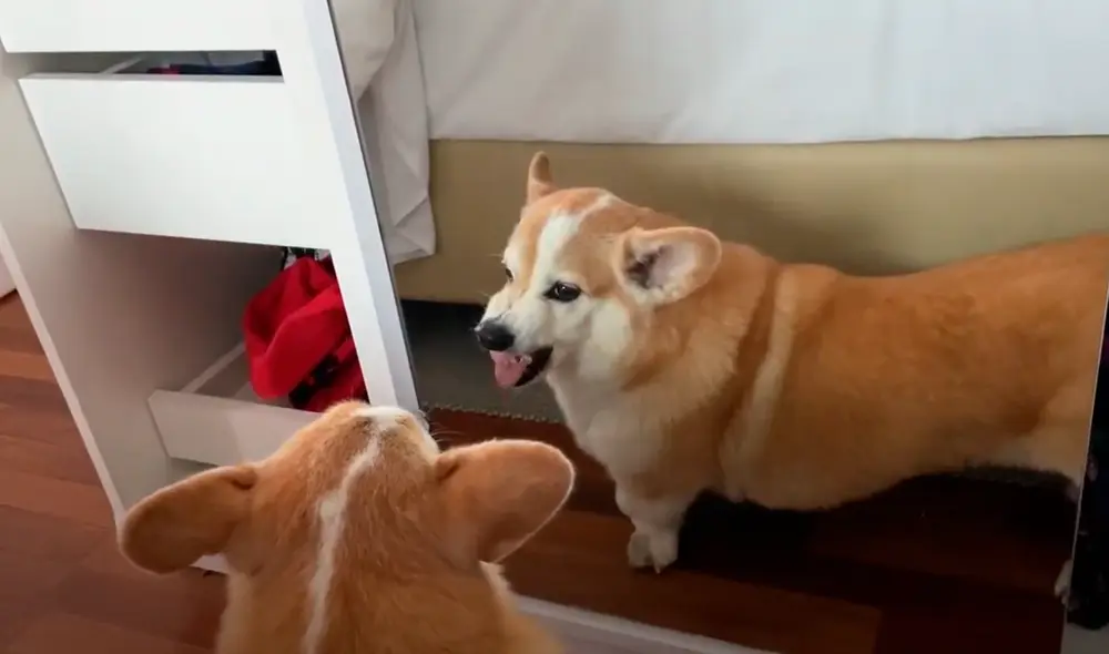 YouTube viral: perro se mira por primera vez al espejo y su curiosa reacción hace reír a miles