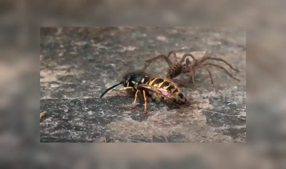Un joven grabó el momento en que una avista defendió a su compañera del brutal ataque de una araña. Un joven grabó el momento en que una avista defendió a su compañera del brutal ataque de una araña.