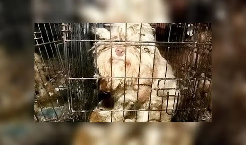 Hombre es sentenciado a prisión por tener a 54 perros en condiciones ‘indignas’ Hombre es sentenciado a prisión por tener a 54 perros en condiciones ‘indignas’