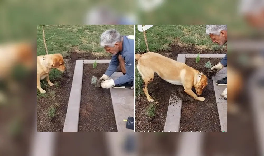 En Facebook se hizo viral la increíble habilidad de un perro para ayudar a su dueño en las labores del jardín. En Facebook se hizo viral la increíble habilidad de un perro para ayudar a su dueño en las labores del jardín.
