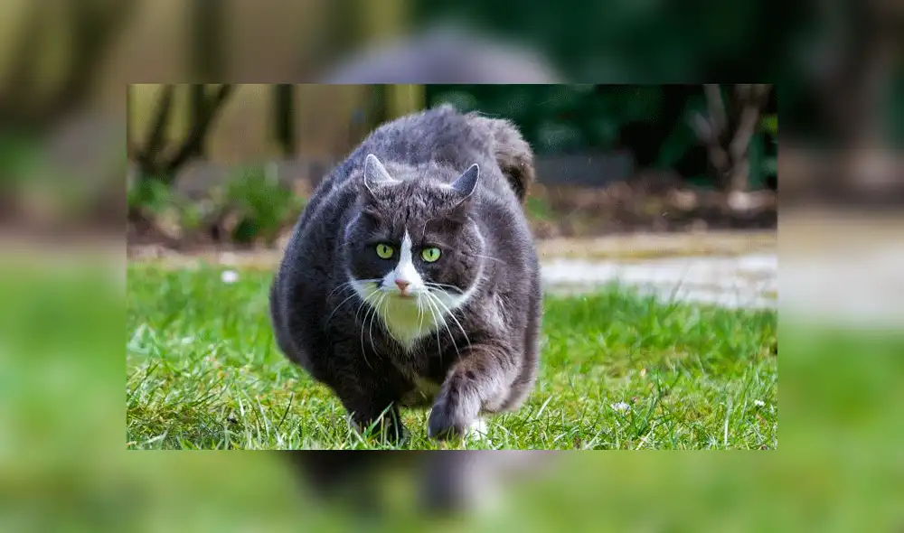 Facebook viral: gatito obeso es descubierto haciendo ejercicios para bajar de peso [VIDEO]