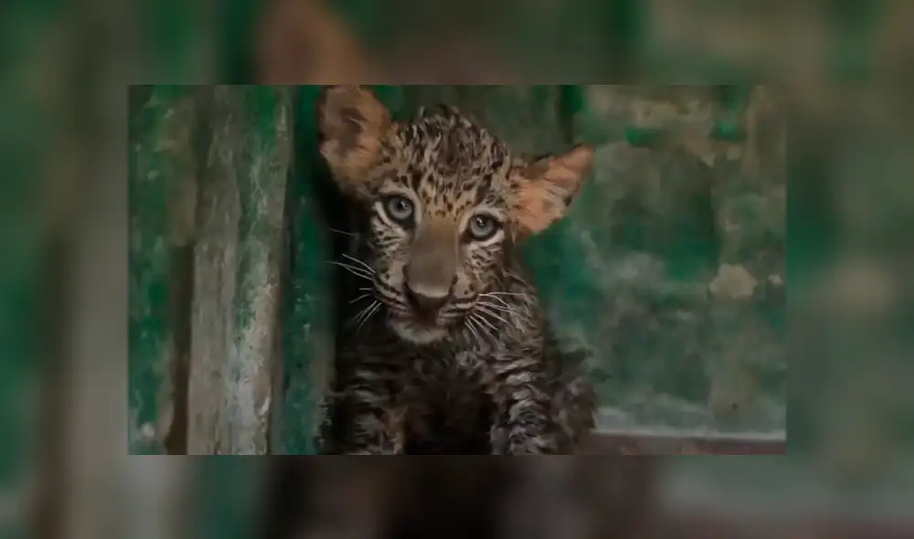 YouTube viral: peligrosa criatura aparece en misterioso pozo y pobladores quedan en shock [VIDEO]