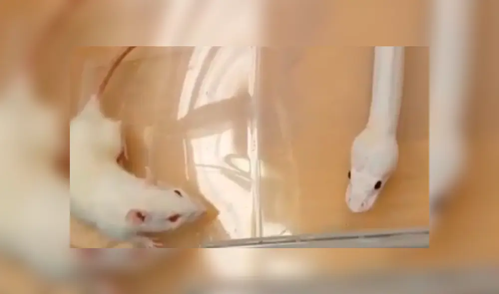 La rata blanca empezó a rascarse la cabeza mientras la depredadora se le acercó. Foto: captura La rata blanca empezó a rascarse la cabeza mientras la depredadora se le acercó. Foto: captura