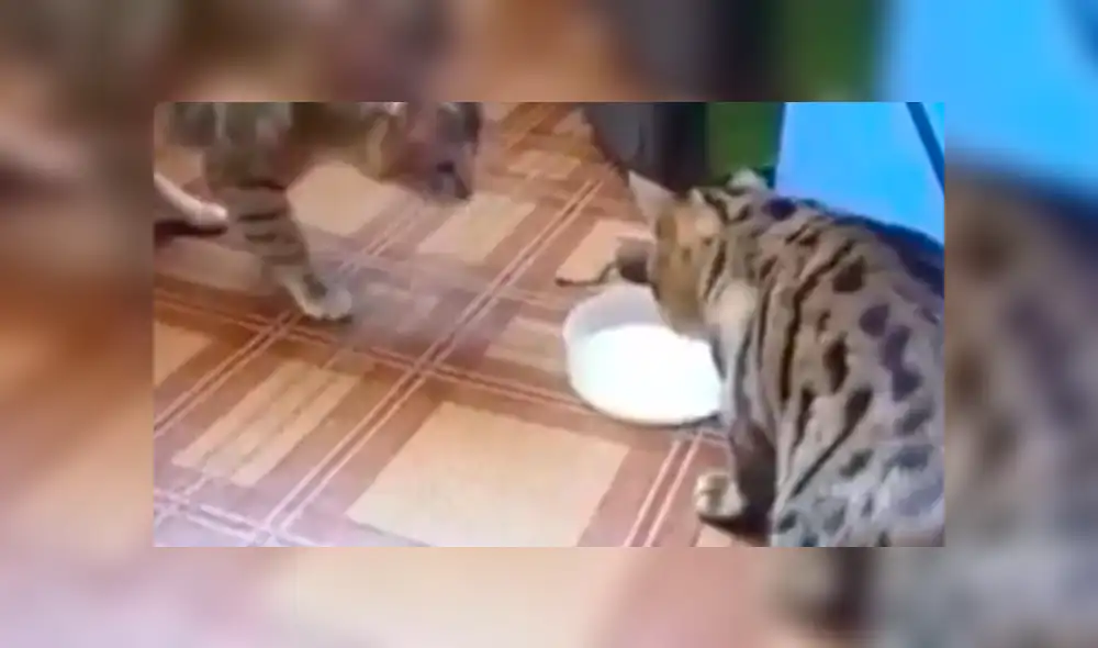 Facebook viral: gatos que se odiaban terminan siendo amigos y protagonizan tierna escena [VIDEO]