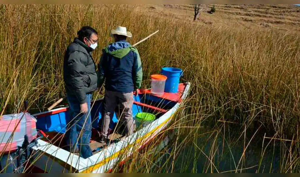 Especie se encuentra amenazada por la pesca y consumo indiscriminado. Especie se encuentra amenazada por la pesca y consumo indiscriminado.