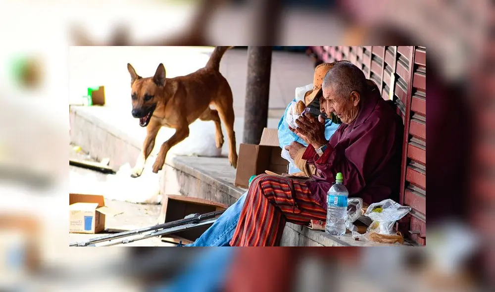 Bolivia: perro ayuda a brindar comida a los más pobres en plena cuarentena por el coronavirus [FOTOS]