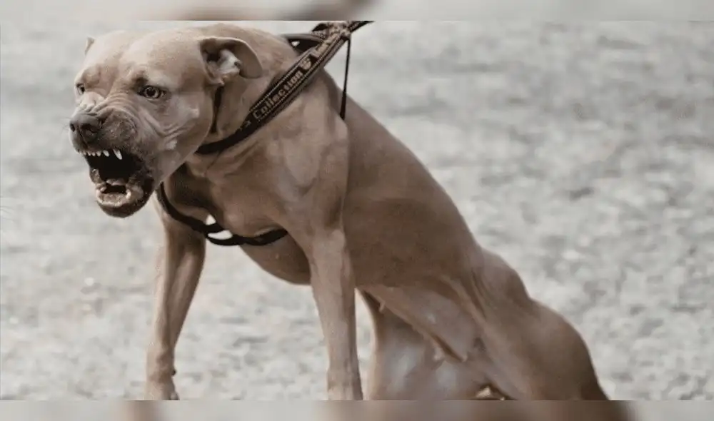 España: perro ataca a su dueño para impedir que agreda a su novia España: perro ataca a su dueño para impedir que agreda a su novia