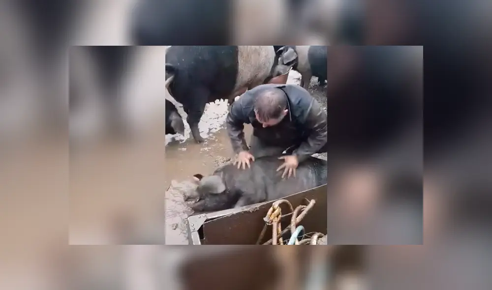 El hombre se metió al barro y sacudió el cuerpo del chancho con ambas manos para que pueda reaccionar. Foto: captura El hombre se metió al barro y sacudió el cuerpo del chancho con ambas manos para que pueda reaccionar. Foto: captura