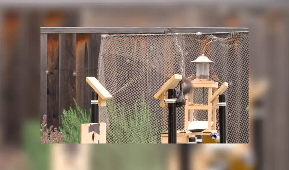 En YouTube se hizo viral el increíble circuito que construyó un joven para que las ardillas dejen de robar comida. En YouTube se hizo viral el increíble circuito que construyó un joven para que las ardillas dejen de robar comida.